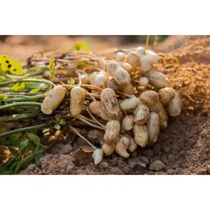 10Pcs Peanut Seeds For Planting for Planting