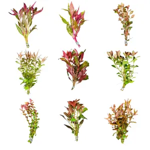 Red Plant Pack - 6 plants