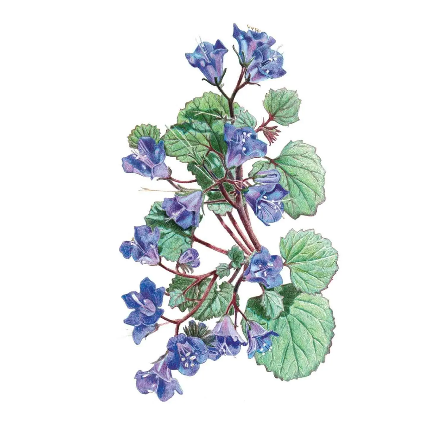 California Bluebells Flower Seeds, Heirloom Seeds, Pollinator Garden & Home Improvement Garden Supplies