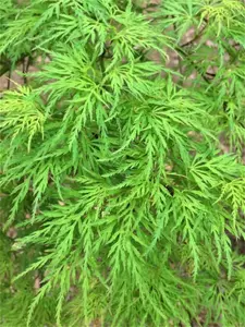 Acer palmatum 'Emerald Lace' Dwarf Japanese Maple