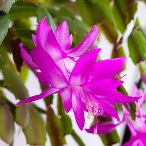 Purple Christmas Cactus 3” Pot – Starter Plant Purple Holiday Cactus
