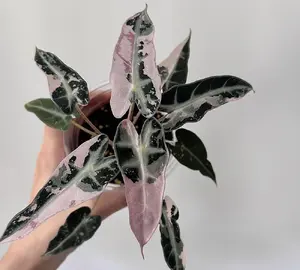 Alocasia Bambino Pink Variegated Rare Pink Alocasia Live Plant Rooted Starter Plant