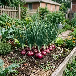 1000 Red Creole Onion Seeds for Planting - Variety for Home Gardening