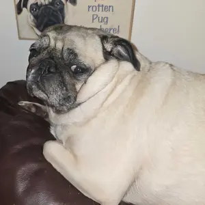 Puainta Ear Cleaner 30ml Dog Ear Infection Treatment,  Quantum Silver Ear Drops for Dogs Ear Infection Ear Mites Treatment for Cats Dogs Itchy Ear