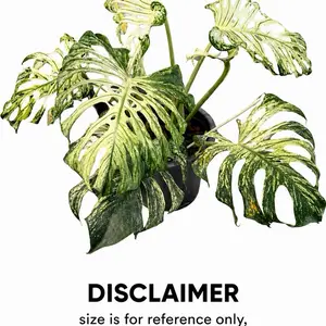 Monstera Devil Monster Tissue Culture Plant – Grade B- Grower’s Choice