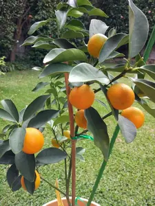 5SEEDS , 10SEEDS   MEIWA SWEET KUMQUAT Tree SEEDS Fortunella crassifolia Meiwa Tall Plant citrus Crassifolia