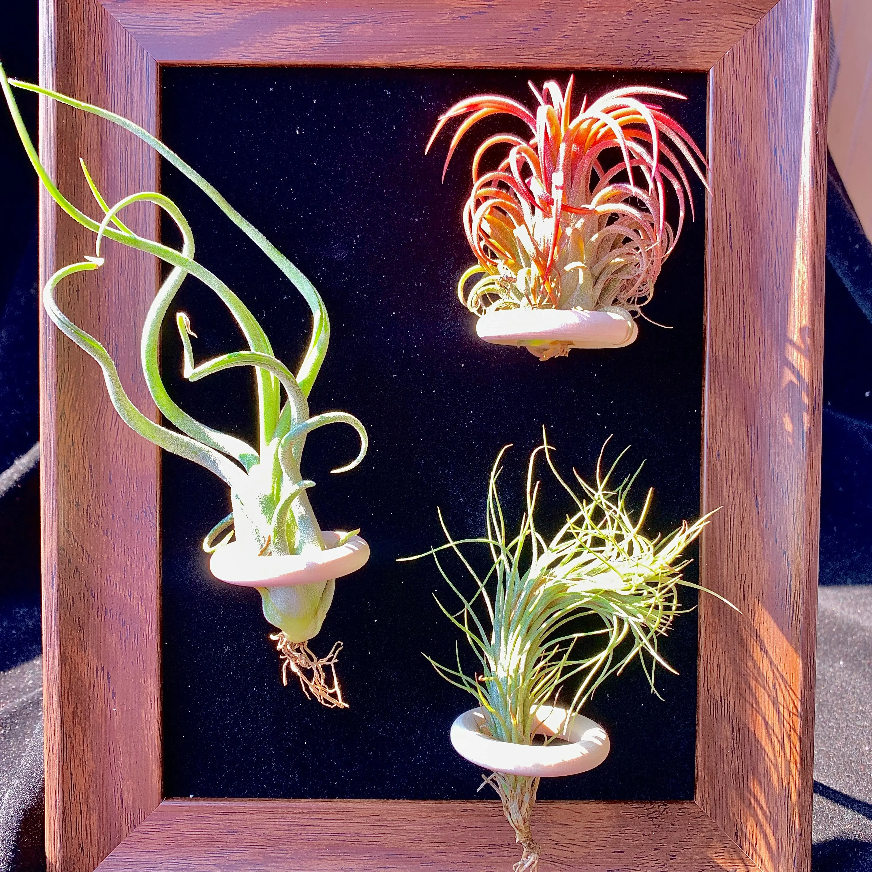 Black Frame -8"Plant (Medusa+Floral EIF+Fox Tail )