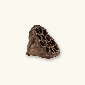 Natural Nelumbo Lotus Pods by Betta Botanicals for Blackwater Aquariums & Dart Frog Vivariums