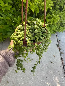 Dischidia nummularia - string of nickels - 4” pot
