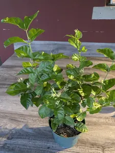 Sambac Arabian Jasmine Low Maintenance Live Plant, 6" Pot, Fragrance, Flowers and Brilliant Green Leaves