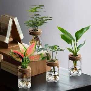 2pcs Transparent Hydroponic Plant Mini Potted Flower Vase with Hole Wood Plug, Office Desktop Plant Holder, Glass Bottle Greenery Decor
