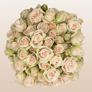 Ginger Blush Pink Spray Roses 12 Bunches 10 Stems 40cm 3-4 Blooms Fresh Importeed from Ecuador Per Stem for DIY Weddings & Home Floristry