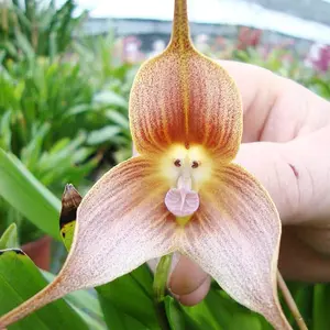 100-Count Rare Dracula Simia Monkey Face Orchid Seeds, Exotic Look & Unique Form, Full Sun Exotic Bloom, Balcony Decor Ideas for Small Balcony Decor, Both Indoors/Outdoors Garden Flower Plant Potted Displays