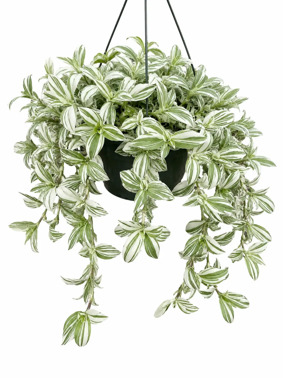 Tradescantia Spiderwort (Wandering Jew) Cuttings - 2 Fresh Packs, 3-4 in Long, Propagation-Ready, Easy to Grow, All Seasons, Indoor/Outdoor Garden Plant, 1 ft Maturity Height, 1 Foot