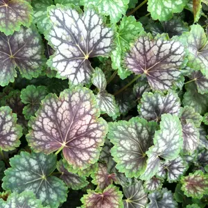 50 Americana Coral Bells Heuchera Flower Seeds