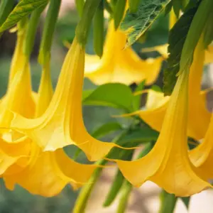 Green River 10 Yellow Angel Trumpet Seeds - Tropical Flower Seed Pack for Summer Fragrant Blooms, Indoor Outdoor Use, Perennial Garden Accent, Exotic Brugmansia for Patio Containers and Warm Weather Landscapes