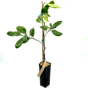 Hirado Buntan Pomelo Tree | Giant Pink Citrus, Sweet-Tart Flavor & Cold Hardy Fruit | Premium Indoor Outdoor Citrus Tree | No Ship CA AZ LA FL