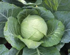 Cabbage Seeds - Copenhagen Market - 1000+ seeds