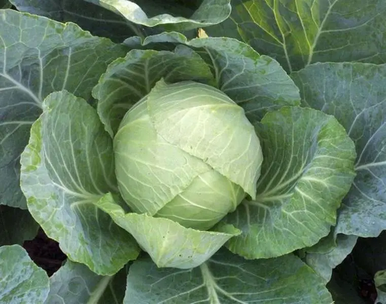 Cabbage Seeds - Copenhagen Market - 1000+ seeds Cabbage Seeds - Copenhagen Market - 1000+ seeds
