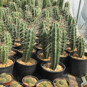 Stenocereus chacalapensis Organ Pipe Cactus - Rare in cultivation