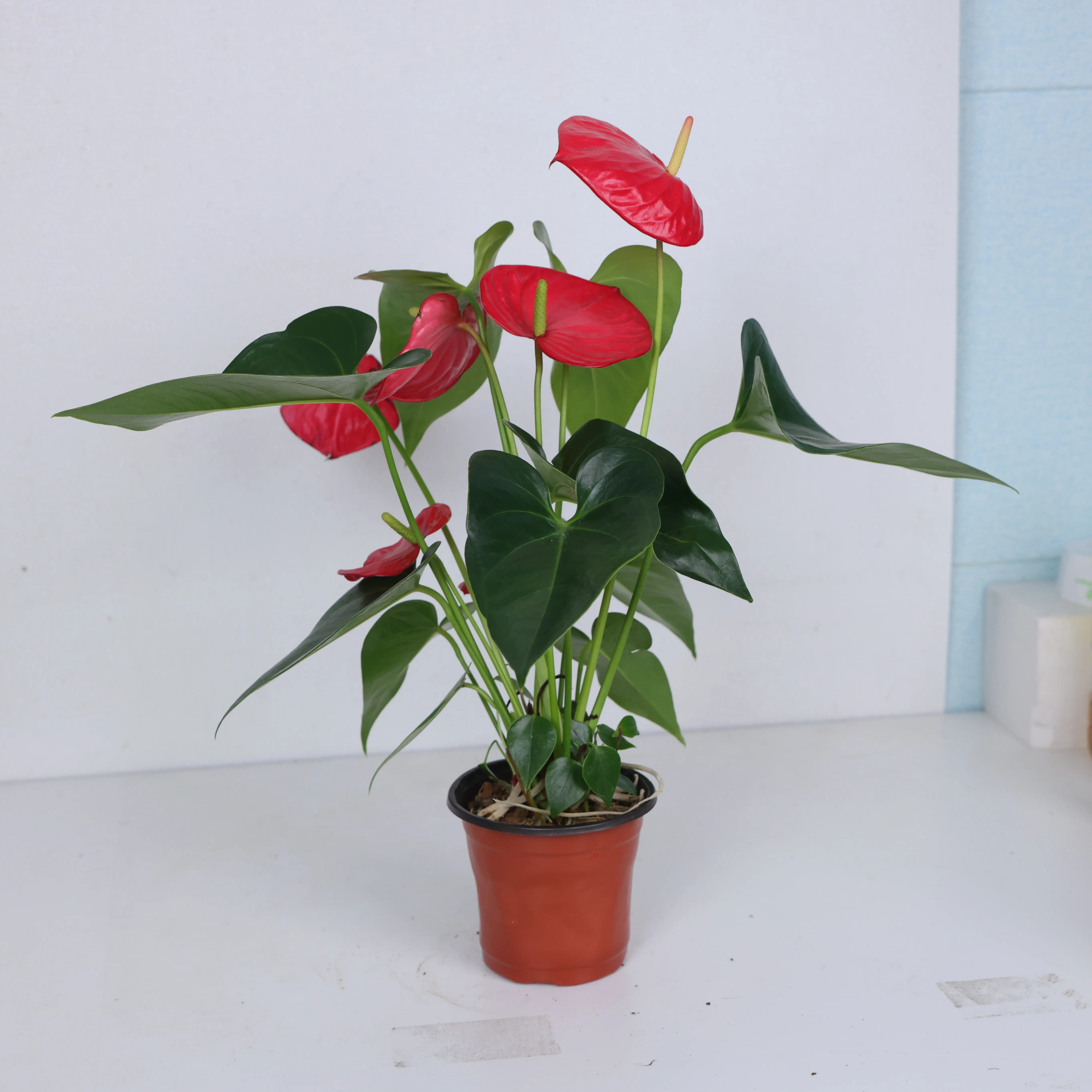 Anthurium Red With 4 inches pot