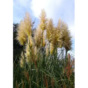 1000+ Pampas Grass - Cortaderia Selloana Heirloom Seeds - Iconic Ornamental Grass for Dramatic Landscapes, Hardy, Drought-resistant, and Low Maintenance, Perfect for Privacy Screens and Large Gardens