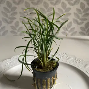 Mondo Grass- Terrarium/ houseplant! Mondo Grass- Terrarium/ houseplant!