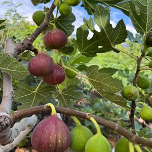 Fig tree living seedlings, high-yielding fruit tree plants