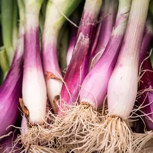 Hasty Roots Red Torpedo Onion Seeds 25 Seeds – Perfect for Home Planting, Ideal for Raised Garden Containers and Small Space Gardening, Grow Fresh and Flavorful Onions in Your Garden. Add to Cart Now!
