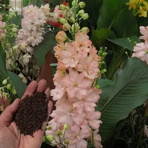 Green River 50 Salmon King Delphinium Seeds - Flower Seed Pack, Tall Perennial Spikes, Cottage Garden Bloom, Seeds for Planting Borders, Full Sun Pollinator Flowers