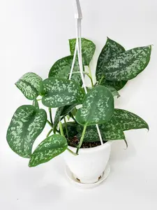 Scindapsus Pictus "Silver Splash"