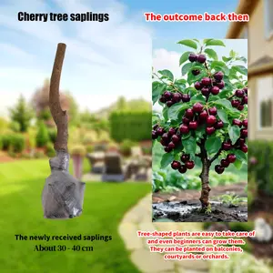 Sweet Cherry Tree Seedling – Perfect for Indoor or Outdoor Gardening”