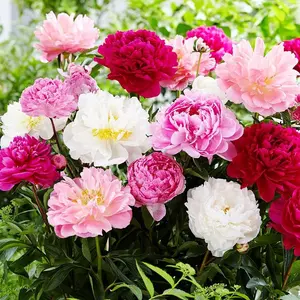 Peony Seeds, 50+ Cotton Candy Peony Mix Seeds for Planting, Flower Seeds for Planting