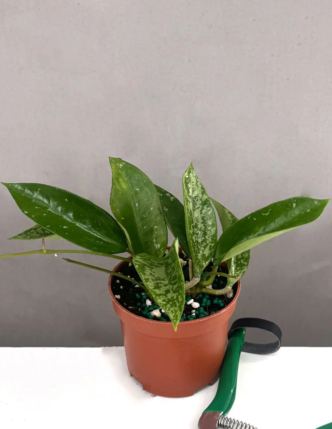 Hoya Pottsii Splash