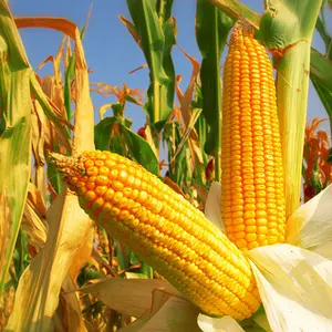 Reid’s Dent Yellow Corn Seeds (Zea mays) – A legendary heirloom field corn known for its tall stalks and high yields. Great for traditional southern dishes and historic farm gardens.