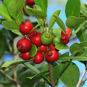 Strawberry Guava Tree 5-7 inch Tall Sweet Tropical Fruit