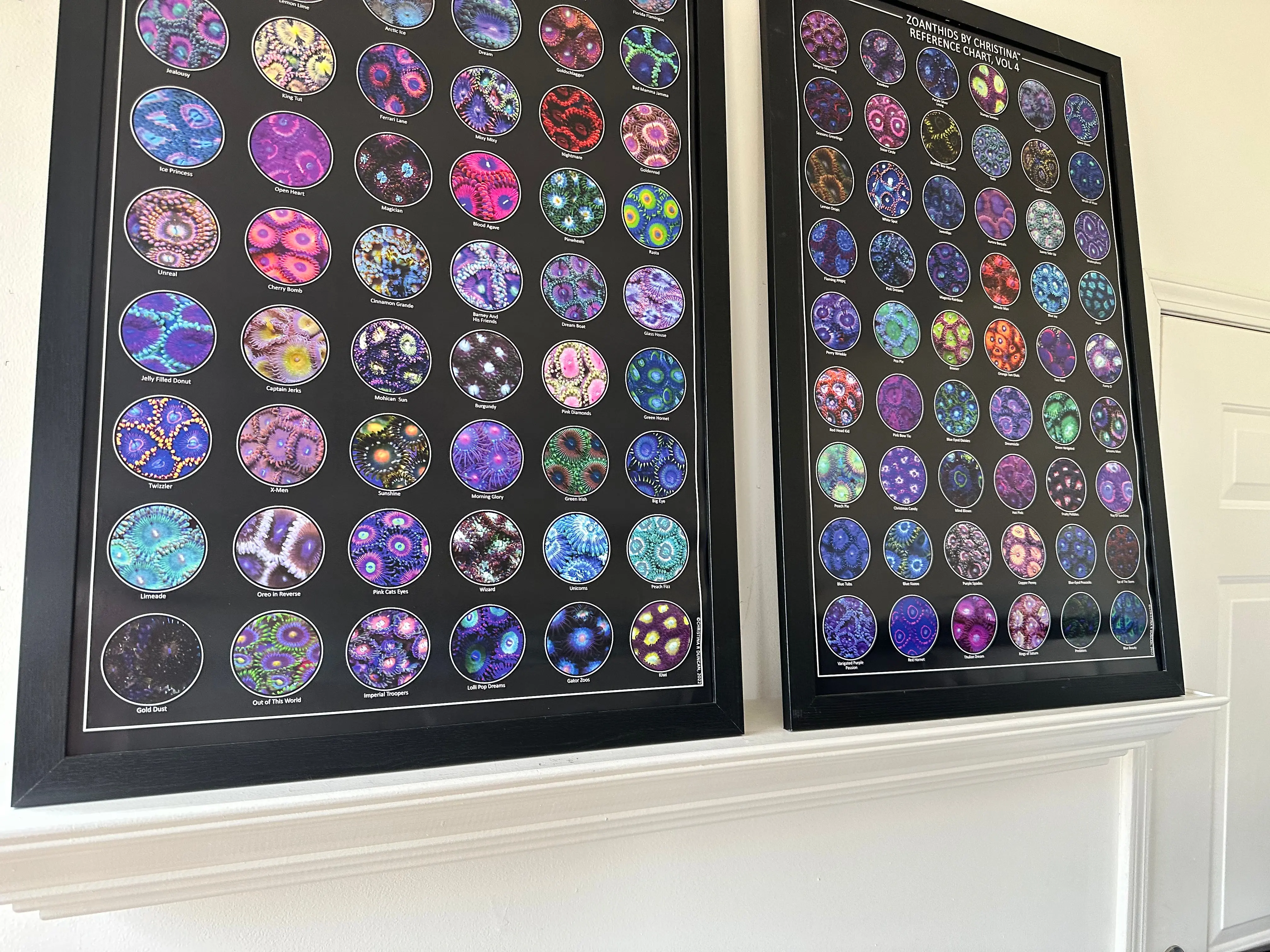 Zoanthid Coral Poster Collection Vol. 1–5 – 24x36 Research-Grade Prints