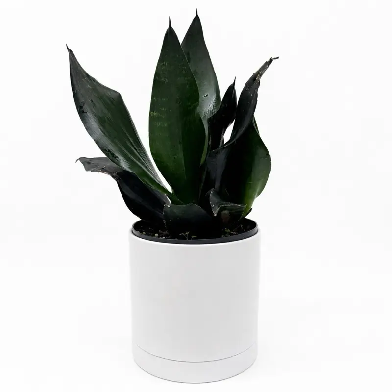 Sanseviera 'Black Dragon' 6" pot - Decorative Houseplant with Deep Glossy  Green Leaves & Compact Growth Habit for Indoor Spaces - TikTok Shop
