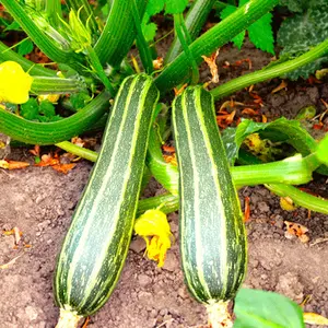 TomorrowSeeds - Cocozelle Zucchini Seeds -  Italian Striped Squash Napoli Costata Romanesco Garden Vegetable Seed For 2024 Season