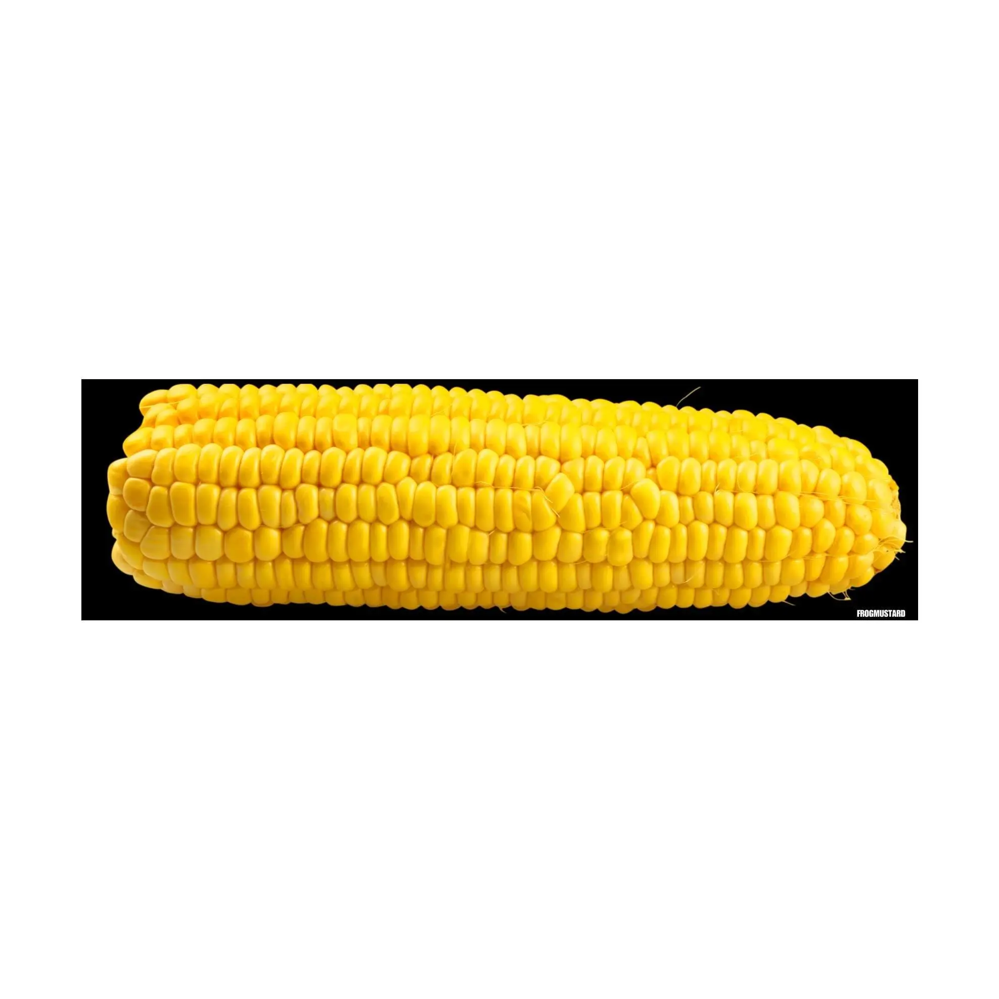 Corn Bumper Sticker or Magnet | Weatherproof Vinyl
