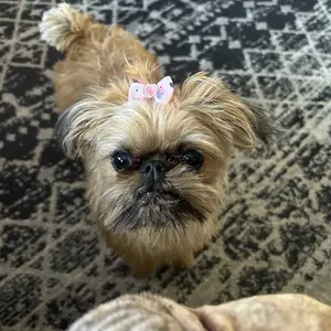 Random Color Cute Bowknot Decor Pet Hair Accessories, 1 Set Colorful Pet Hair Bows, Fashionable Pet Hair Accessories for Small Dogs, Puppy & Cats