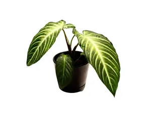 Xanthosoma Lindenii 4” Potted Live Plant - Rare Exotic Houseplant - Caladium Lindenii - White Veined Foliage - Tropical Gift - Unique Indoor Plant - Arrowhead Leaves - High Contrast Greenery - Collector’s Item - Statement Piece