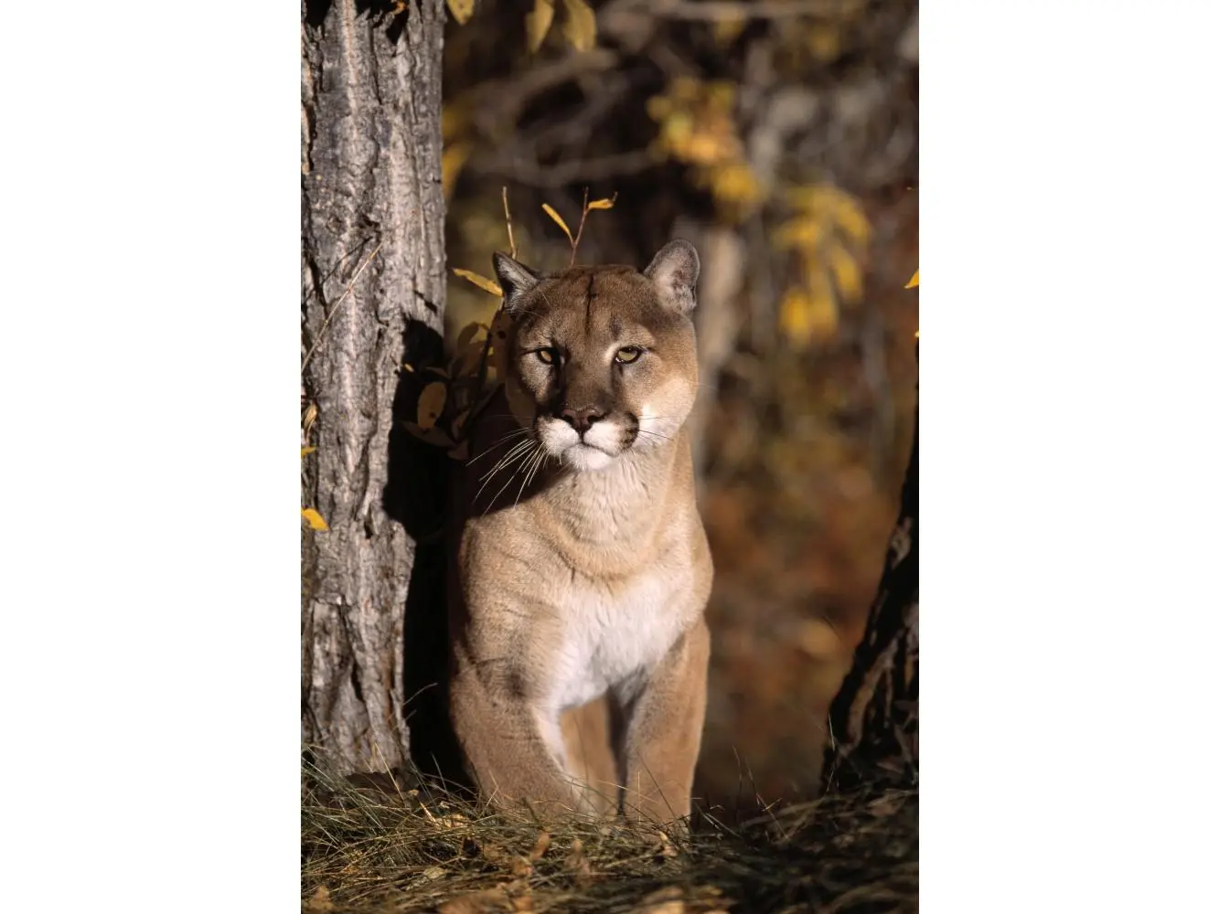 Posterazzi DPI1787528 Mountain Lion Poster Print by Natural Selection David Ponton, 12 x 18