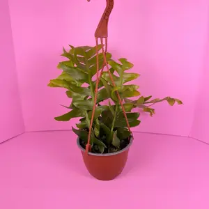 Selenicereus Chrysocardium “Sharktooth” 6” HB | Shark Tooth Cactus | Hanging Plant