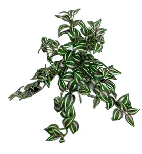 15" Hanging Tradescantia Leaf Bush x7 – Green