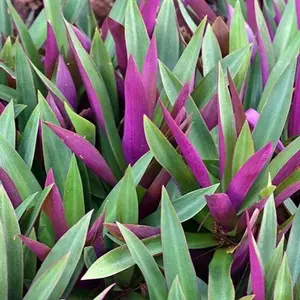 Fey Bouldimas Herb Organic Seed Varieties Bouldimas Relem Konnya Ambient Attributes Plant Information Limited