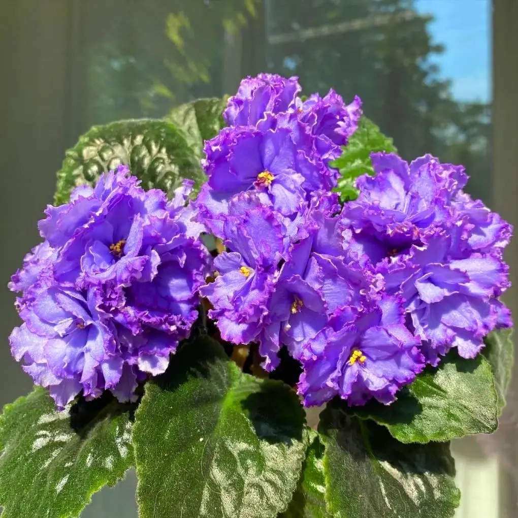 Mixed  African Violet Flower Plant Seeds, Easy to Grow, Perfect for Spring Garden, Heirloom