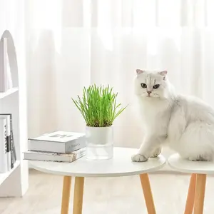 Michu All-in-One Soil-Free Cat Grass Grow Kit