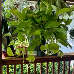 Pothos Neon | 8 In. | House Plant | Decoration | Live Plant