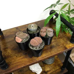 Living Stones Succulent Mix: Pet-safe Lithops Plants – Includes 4 Succulents - (2.5" Pots) – Unique Succulents to Grow - Mimicry Living Stone